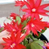 7 Rooted Easter Cactus Live Plant Mix - Pink Red Schlumbergera Zygocactus Indoor/Outdoor - Image 1