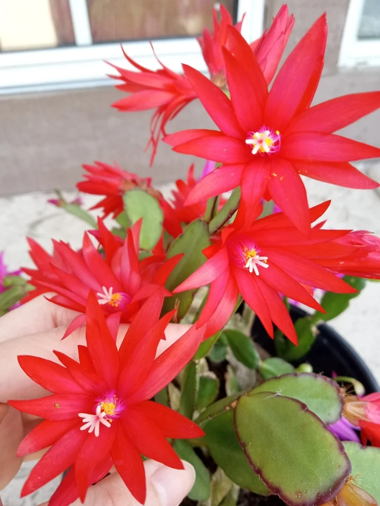 7 Rooted Easter Cactus Live Plant Mix - Pink Red Schlumbergera Zygocactus Indoor/Outdoor - Image 1