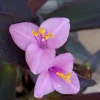 7 Rooted Purple Heart Tradescantia Pallida Live Plant Cuttings Indoor/Outdoor - Image 1