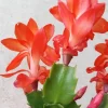 7 Rooted Thanksgiving Cactus Cuttings - Live Plant Variety Mix - Image 1