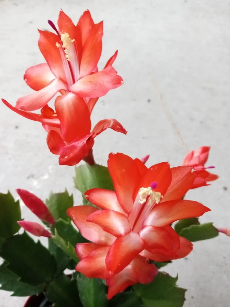 7 Thanksgiving Cactus Cuttings - Orange Schlumbergera Zygocactus Leaf - Ready to Grow - Image 2