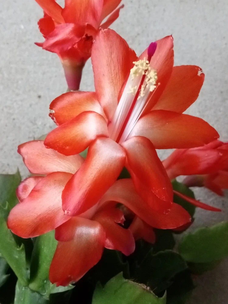 7 Thanksgiving Cactus Cuttings - Orange Schlumbergera Zygocactus Leaf - Ready to Grow - Image 1