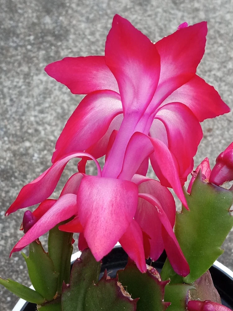 7 Thanksgiving Cactus Cuttings Red Schlumbergera Zygocactus Leaf - Indoor/Outdoor - Image 2