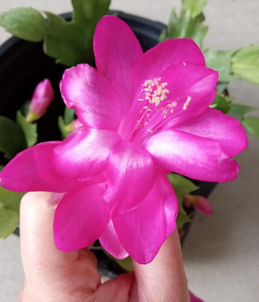 7 Thanksgiving Cactus Magenta Schlumbergera Cuttings - Live Plant - Image 2