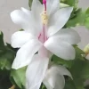 7 White Thanksgiving Cactus Cuttings - Schlumbergera Zygocactus Leaf - Image 1