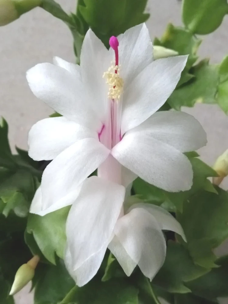 7 White Thanksgiving Cactus Cuttings - Schlumbergera Zygocactus Leaf - Image 1