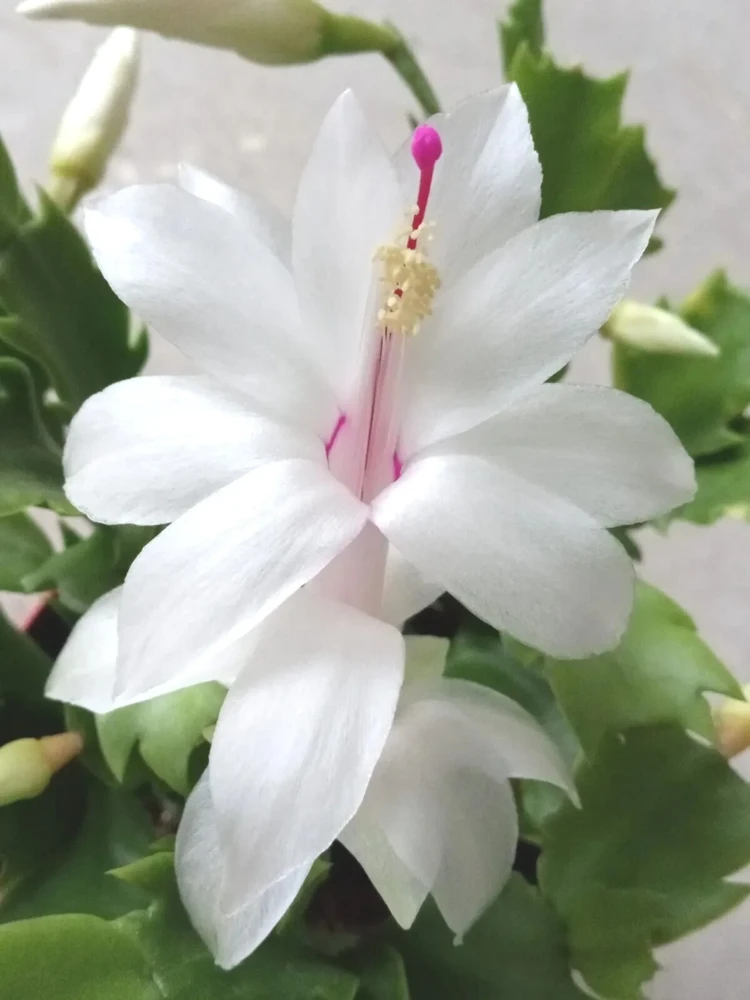 7 White Thanksgiving Cactus Cuttings - Schlumbergera Zygocactus Leaf - Image 2