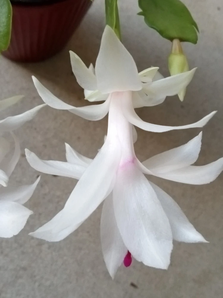 7 White Thanksgiving Cactus Cuttings - Schlumbergera Zygocactus Leaf - Image 3