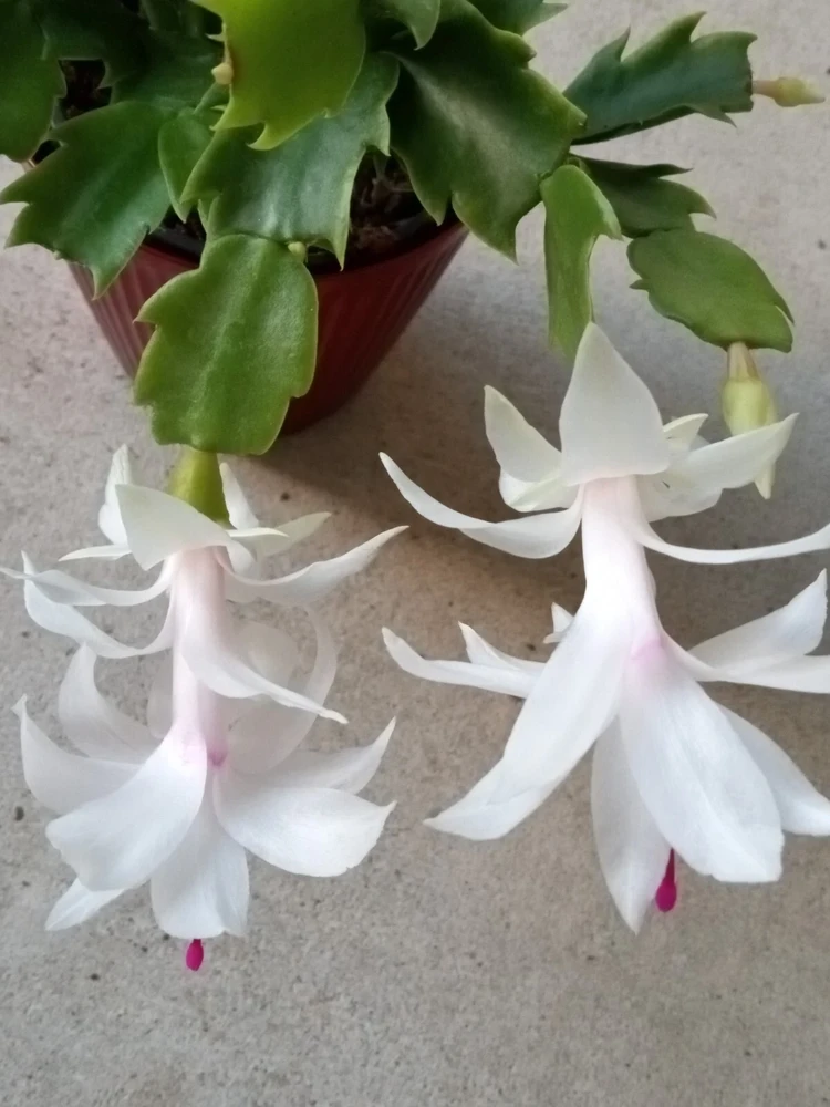 7 White Thanksgiving Cactus Cuttings - Schlumbergera Zygocactus Leaf - Image 4