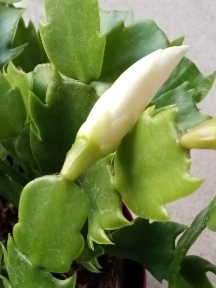 7 White Thanksgiving Cactus Cuttings - Schlumbergera Zygocactus Leaf - Image 5