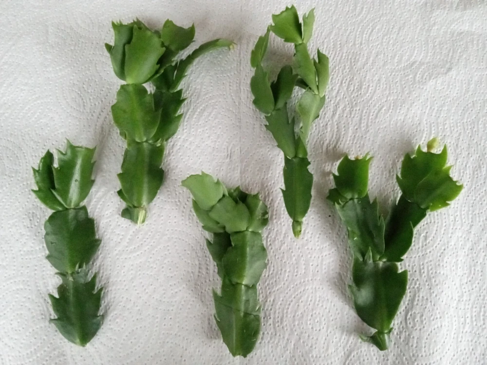 7 White Thanksgiving Cactus Cuttings - Schlumbergera Zygocactus Leaf - Image 7