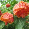 Abutilon Orange Tiger Live Plant - Bell Hibiscus - 4-6" Tall Tropical Flowering Houseplant - Image 1