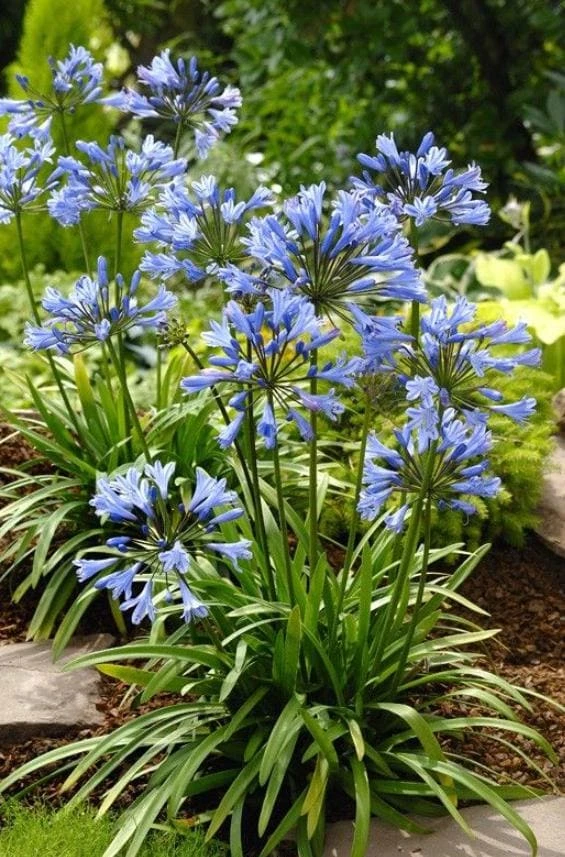African Blue Agapanthus Live Plant – Blue Lily Perennial – 3-5" Tall - Image 2