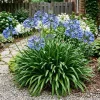 African Blue Agapanthus Live Plant – Blue Lily Perennial – 3-5" Tall - Image 1