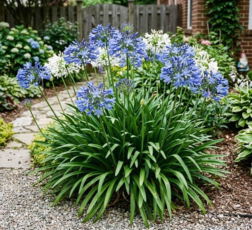 African Blue Agapanthus Live Plant – Blue Lily Perennial – 3-5" Tall - Image 1