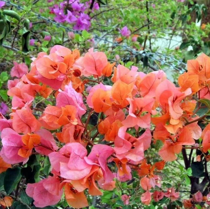 After Glow Bougainvillea Live Plant - 3-6" Tall Tropical Flowering Vine - Image 2