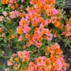 After Glow Bougainvillea Live Plant - 3-6" Tall Tropical Flowering Vine - Image 1