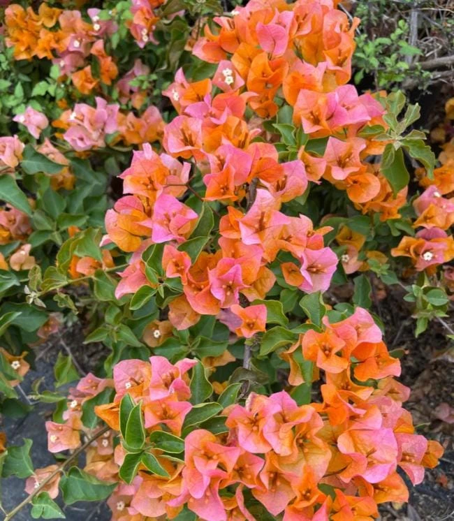 After Glow Bougainvillea Live Plant - 3-6" Tall Tropical Flowering Vine - Image 1