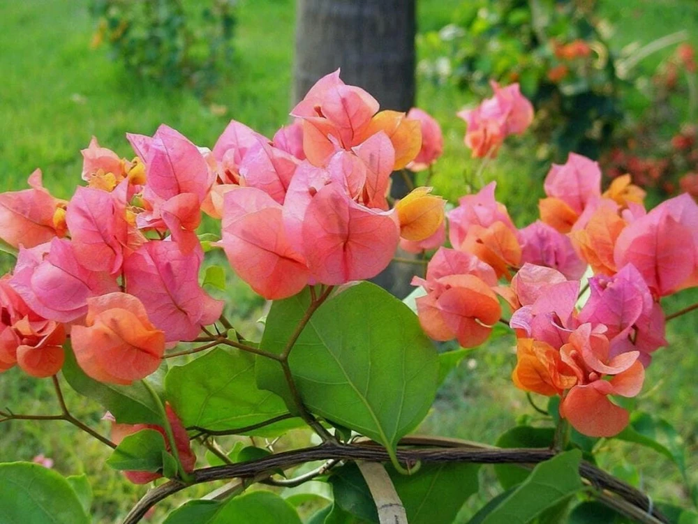 After Glow Bougainvillea Live Plant - 3-6" Tall Tropical Flowering Vine - Image 3