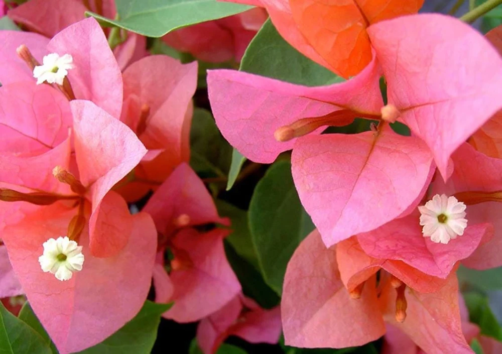 After Glow Bougainvillea Live Plant - 3-6" Tall Tropical Flowering Vine - Image 4