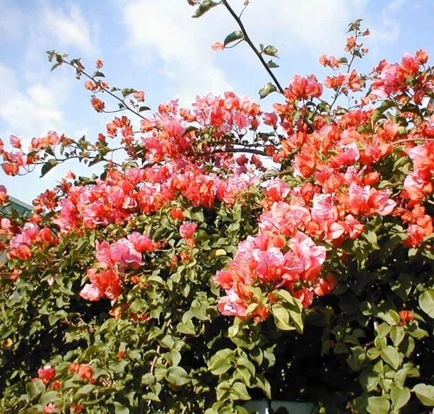 After Glow Bougainvillea Live Plant - 3-6" Tall Tropical Flowering Vine - Image 5