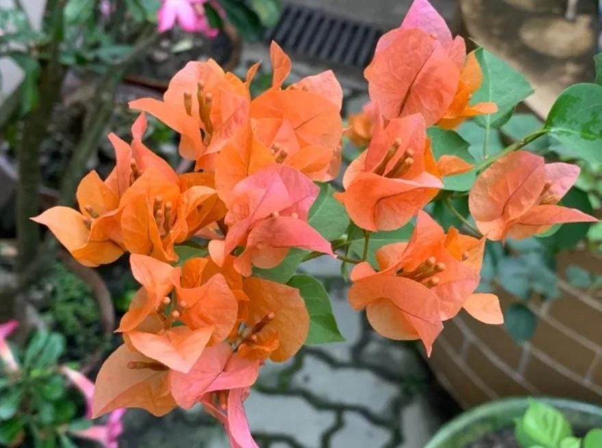 After Glow Bougainvillea Live Plant - 3-6" Tall Tropical Flowering Vine - Image 6