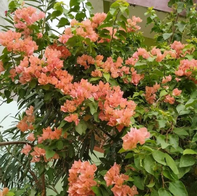 After Glow Bougainvillea Live Plant - 3-6" Tall Tropical Flowering Vine - Image 7