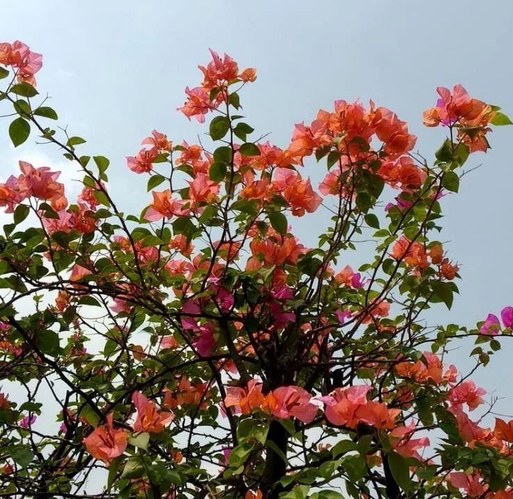 After Glow Bougainvillea Live Plant - 3-6" Tall Tropical Flowering Vine - Image 8