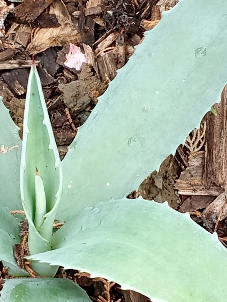 Agave Americana Blue Century Plant Pup - Live Succulent, Ready to Grow, Outdoor - Image 2