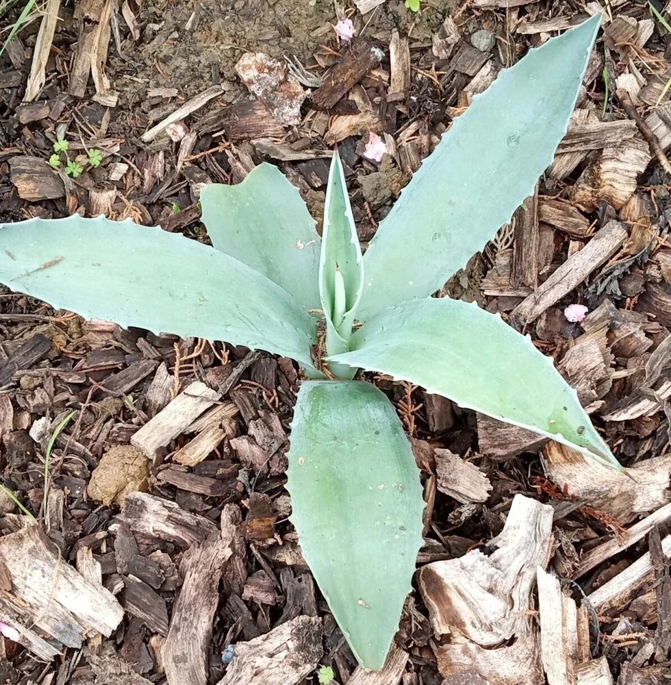 Agave Americana Blue Century Plant Pup - Live Succulent, Ready to Grow, Outdoor - Image 1