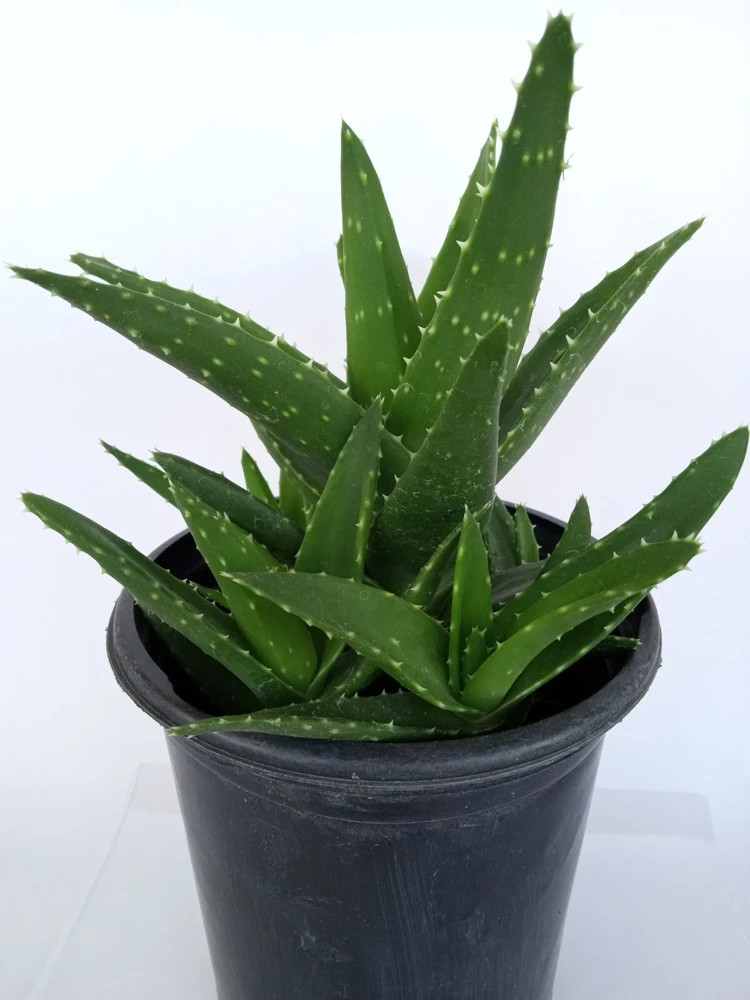 Aloe Brevifolia Live Succulent Plant - Rooted Starter Houseplant, Green - Image 2
