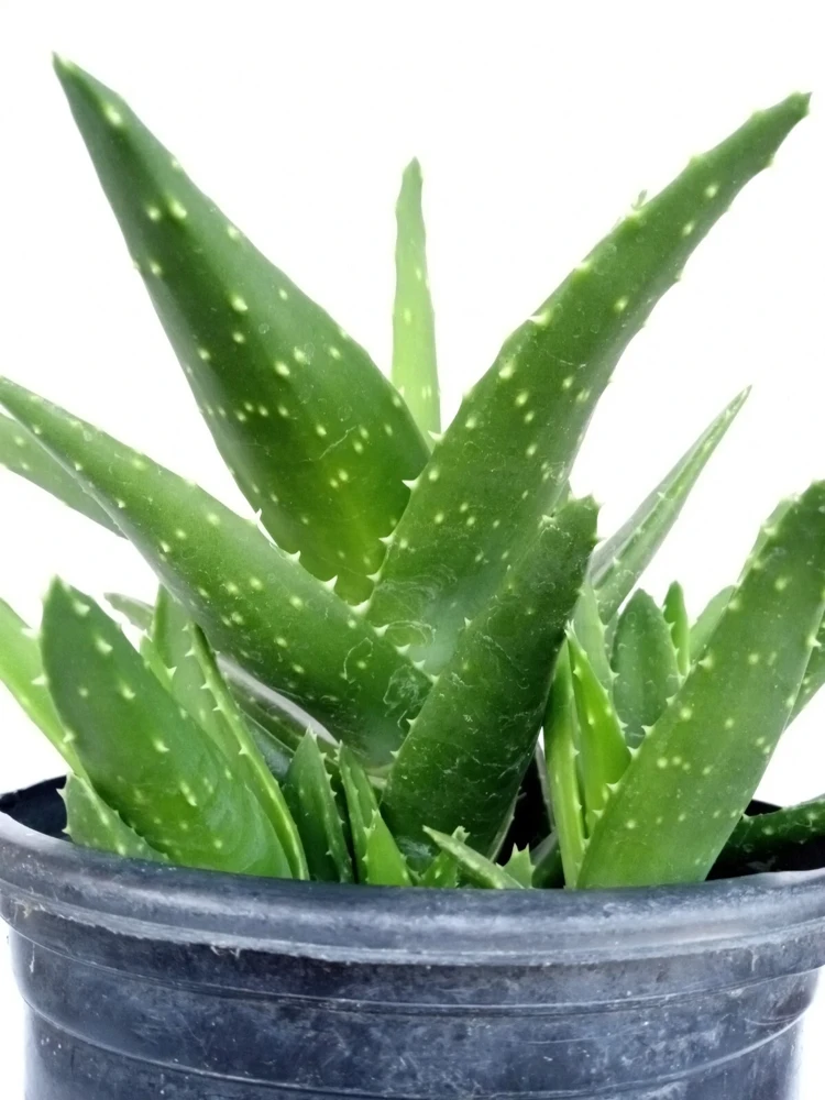 Aloe Brevifolia Live Succulent Plant - Rooted Starter Houseplant, Green - Image 1