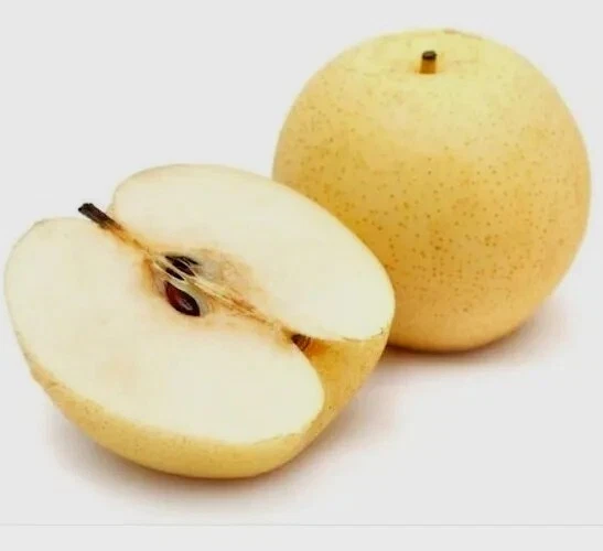 Asian Sand Pear Seeds - 10 Seeds - Pyrus Pyrifolia Edible Fruit Tree - Outdoor - Image 2