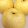 Asian Sand Pear Seeds - 10 Seeds - Pyrus Pyrifolia Edible Fruit Tree - Outdoor - Image 1