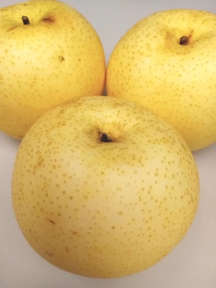 Asian Sand Pear Seeds - 10 Seeds - Pyrus Pyrifolia Edible Fruit Tree - Outdoor - Image 1