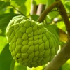 Atemoya Live Plant – Sugar Apple Tree – 16-20 Inch Tall – 1 Gallon Pot - Image 1