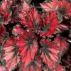 Begonia x erythrophylla 'Red Robin' Live Plant - 4-6" Tall Indoor Houseplant - Image 1