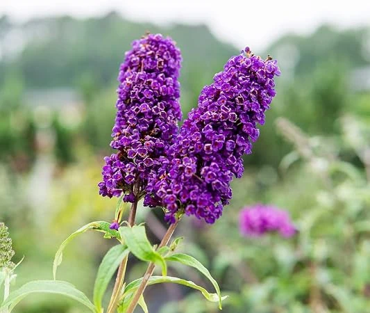 Black Knight Butterfly Bush Live Plant – 5in Pot – Outdoor Shrub - Image 2
