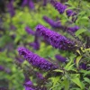 Black Knight Butterfly Bush Live Plant – 5in Pot – Outdoor Shrub - Image 1