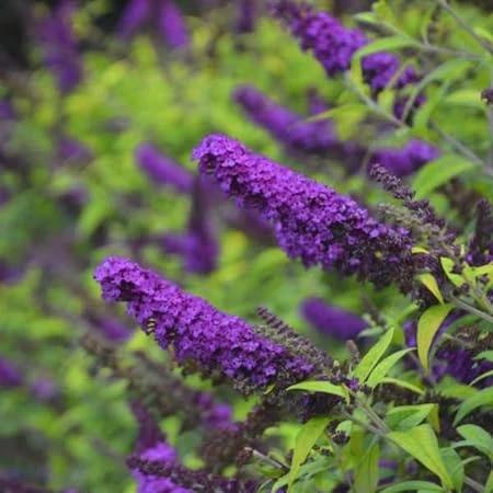 Black Knight Butterfly Bush Live Plant – 5in Pot – Outdoor Shrub - Image 1
