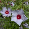 Blue Brule Rose of Sharon Live Plant - 4-8" Tall Hibiscus syriacus - Outdoor Shrub - Image 1