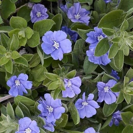 Blue Daze Dwarf Morning Glory Live Plant – 3in Pot – Indoor/Outdoor - Image 2
