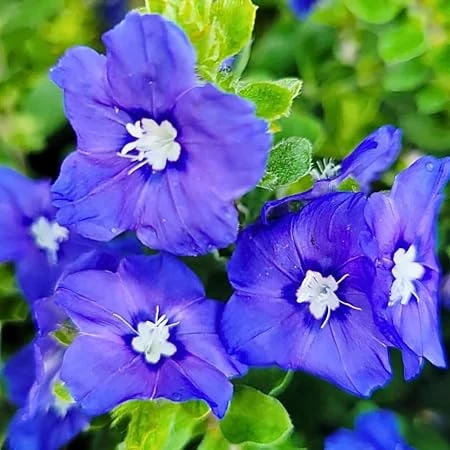 Blue Daze Dwarf Morning Glory Live Plant – 3in Pot – Indoor/Outdoor - Image 1