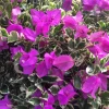 Blueberry Ice Bougainvillea Live Plant - 3-6" Tall Tropical Flowering Vine for Garden & Containers - Image 1
