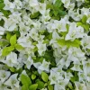 Bougainvillea Victoria Silhouette White Live Plant - 3-6" Tall Blooming Vine - Image 1