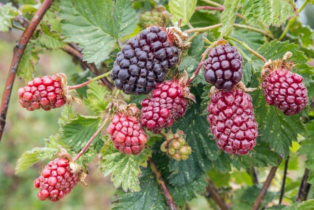 Boysenberry Live Plant - 3-6" Tall Bare Root Cane - Rubus ursinus Hybrid - Outdoor Berry Plant for Garden & Trellis - Image 2