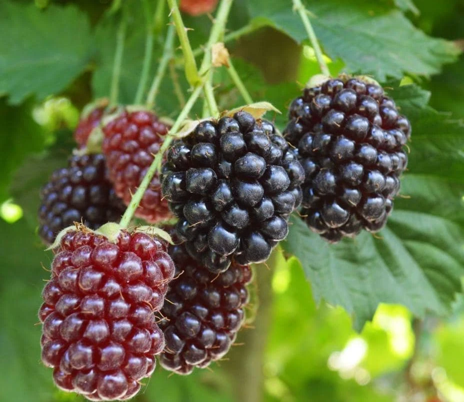 Boysenberry Live Plant - 3-6" Tall Bare Root Cane - Rubus ursinus Hybrid - Outdoor Berry Plant for Garden & Trellis - Image 3