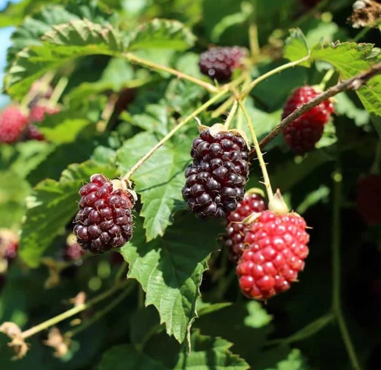Boysenberry Live Plant - 3-6" Tall Bare Root Cane - Rubus ursinus Hybrid - Outdoor Berry Plant for Garden & Trellis - Image 4