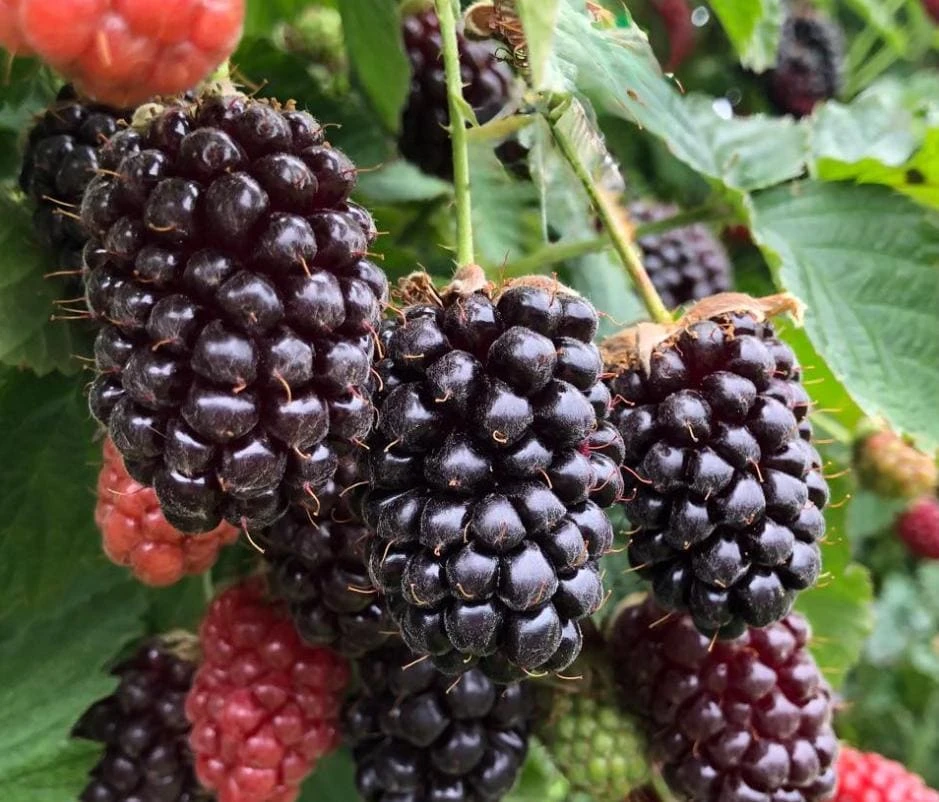 Boysenberry Live Plant - 3-6" Tall Bare Root Cane - Rubus ursinus Hybrid - Outdoor Berry Plant for Garden & Trellis - Image 1