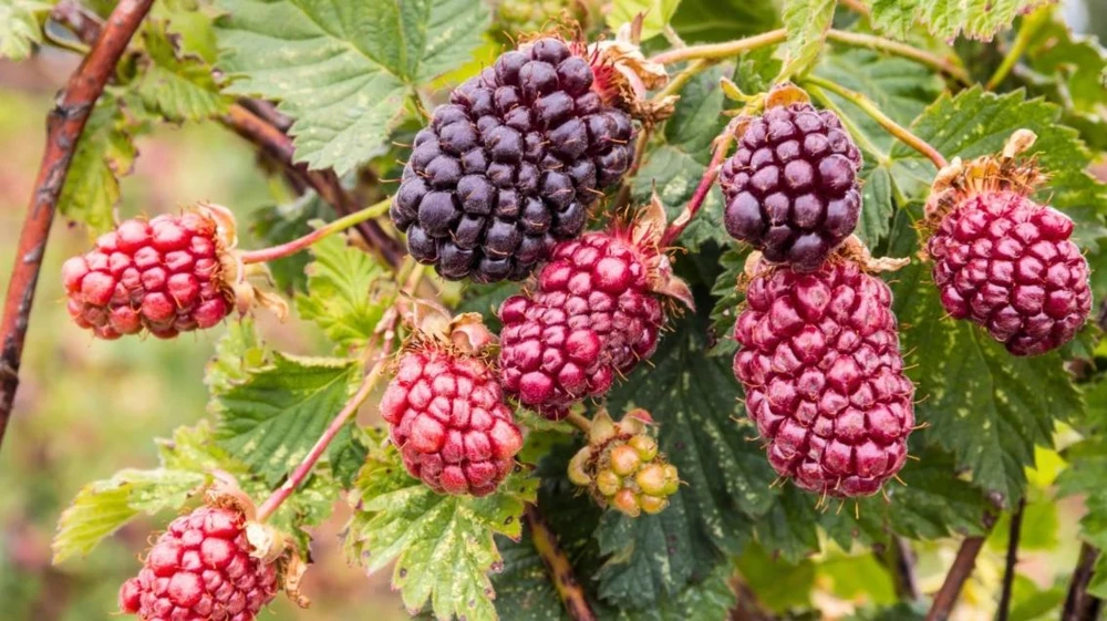 Boysenberry Live Plant – Thorny Fruit Bearing Vine – 3-5" Tall Starter - Image 2